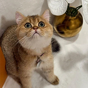 Closeup of kitten’s face with bright eyes and long whiskers