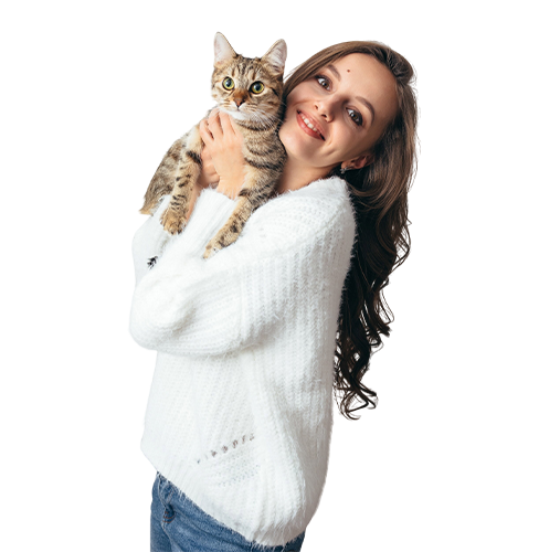 Maine Coon cat kitten sitting on couch in cozy home interior